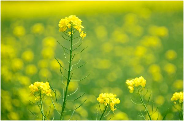 ��ƣ�׹����ʥ����ȥ����ҥ�����