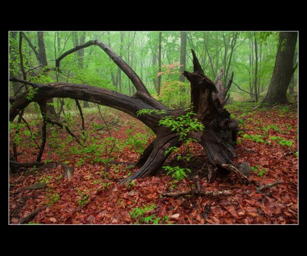 ���ӡ����󡡡� ���������ҥ����� 